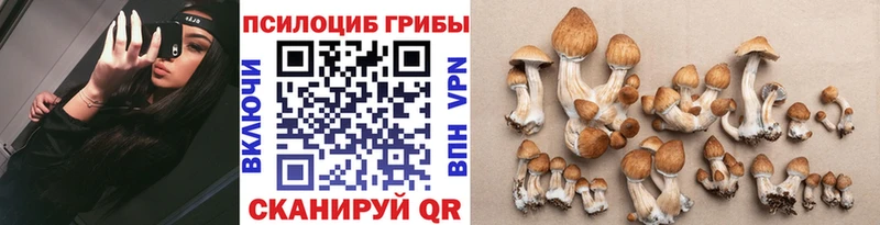 Купить закладки  Котельниково  Галлюциногенные грибы Psilocybe 